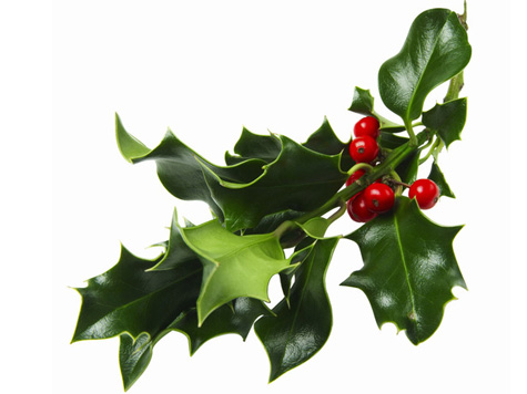 The jolliest of holly