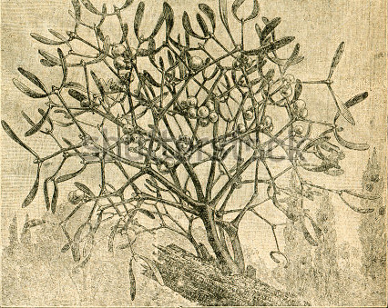 old pictured mistletoe
