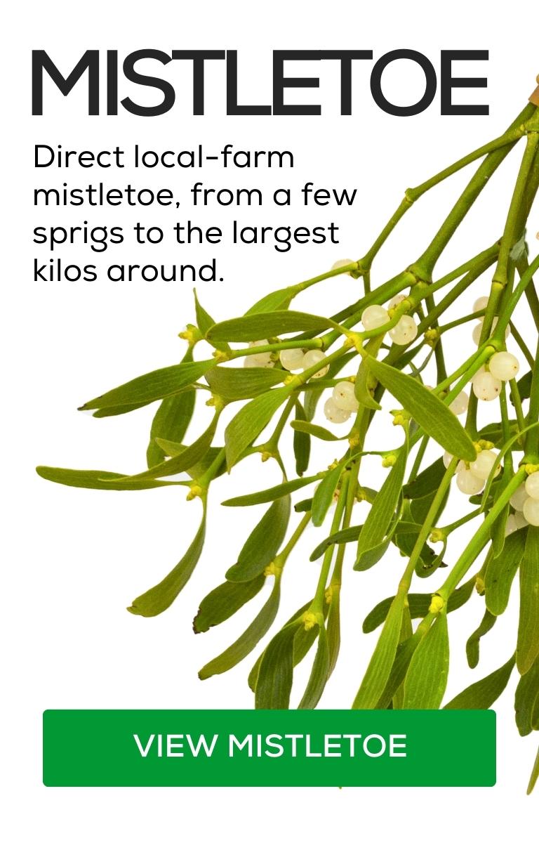 Mistletoe