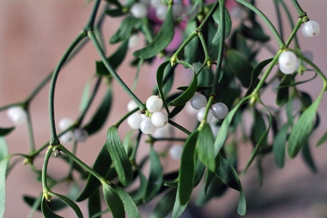 Mistletoe with berries