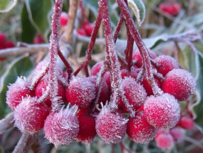 Holly with frozen berries