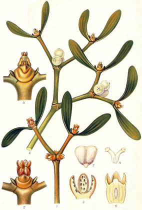 Mistletoes biology