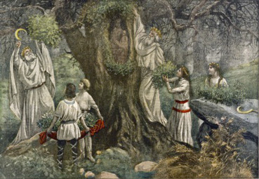 Collecting mistletoe from a tree