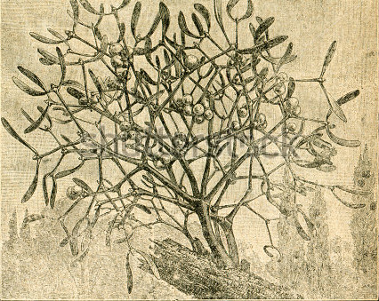 old pictured mistletoe
