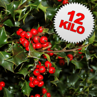 12 Kilos of Red Berried Holly