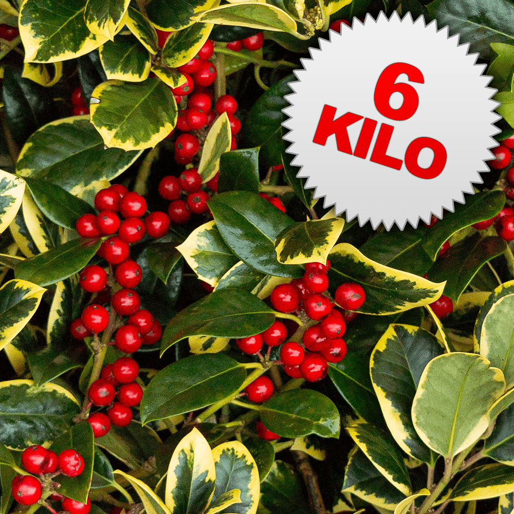 6 Kilos of Red Berried Holly