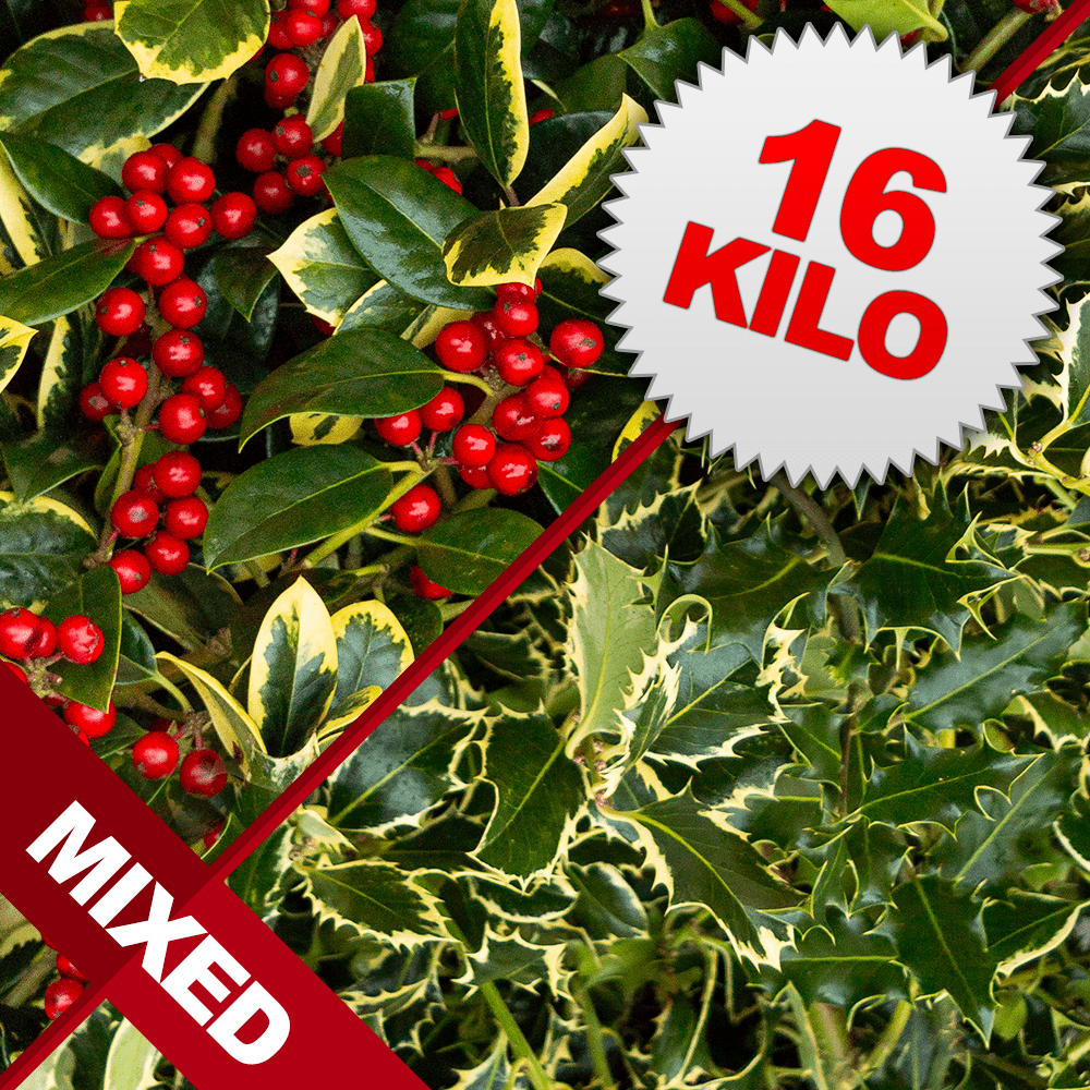 16 Kilos of Mixed Cut Holly