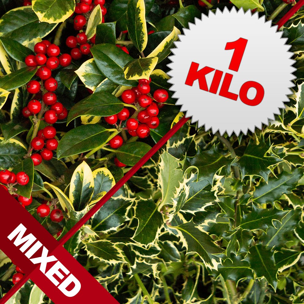 1 Kilo of Mixed Cut Holly