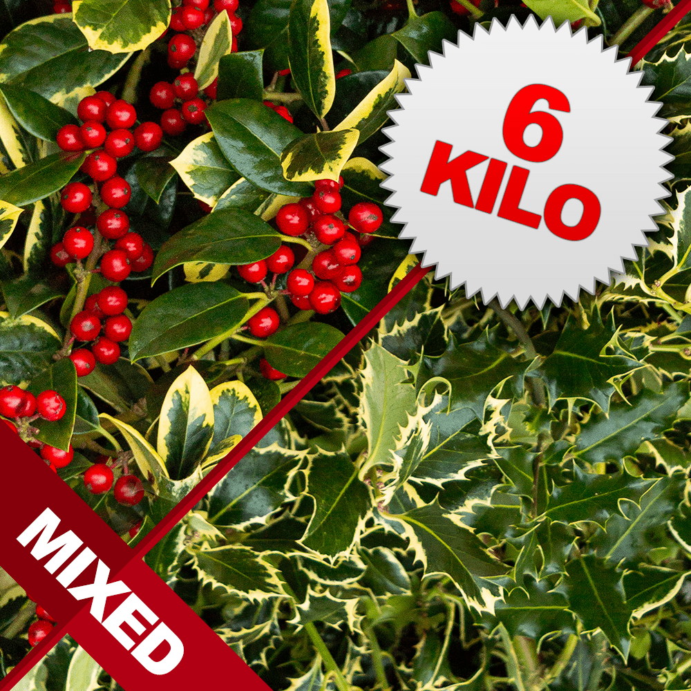 6 Kilos of Mixed Cut Holly