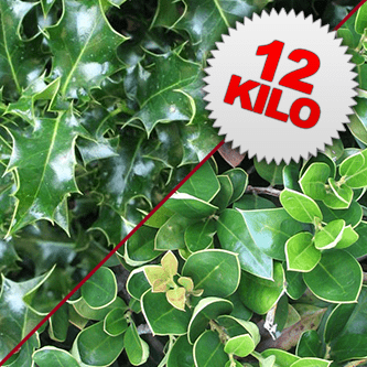 12 Kilos of Unberried Holly