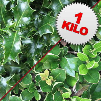 1 Kilo of Unberried Holly