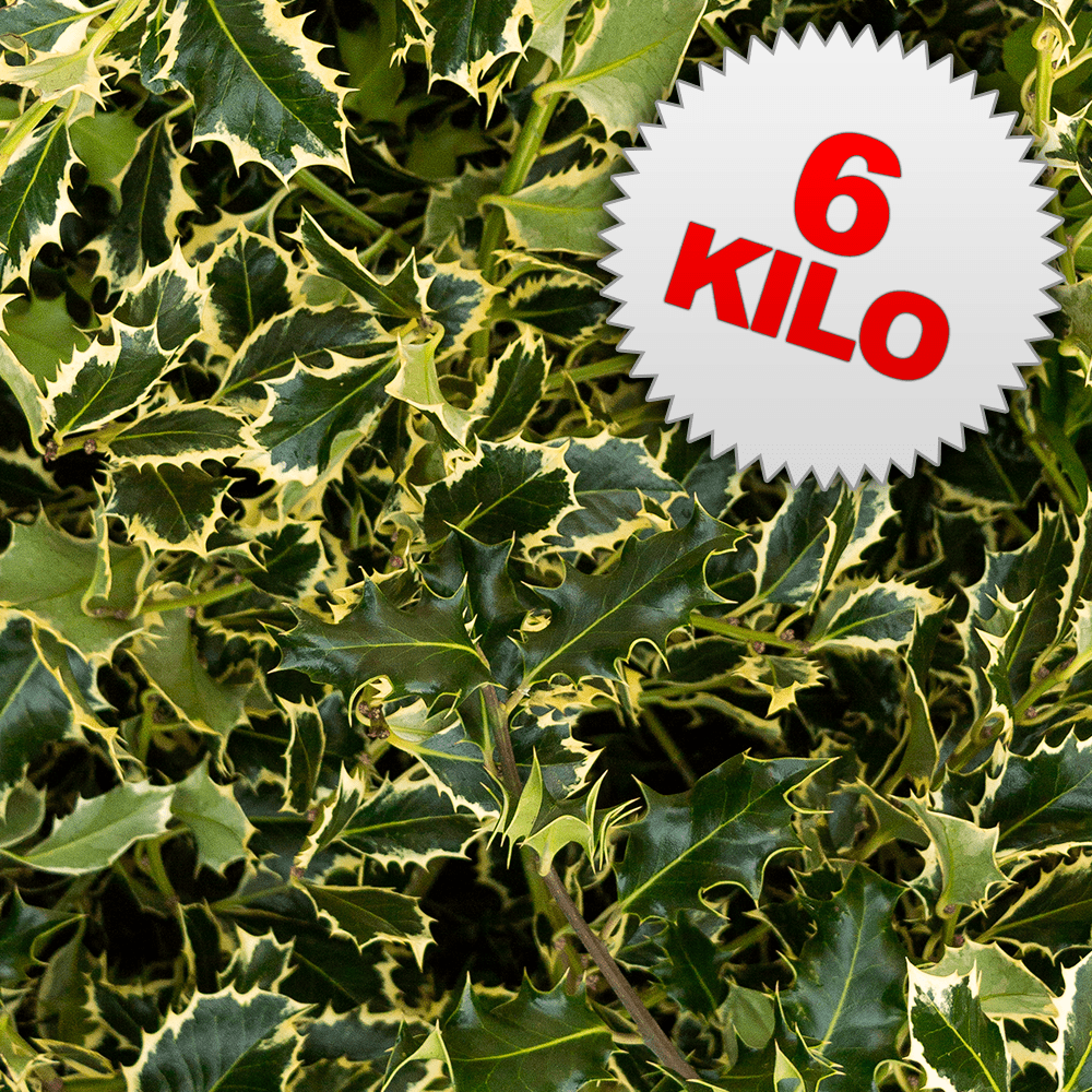 6 Kilos of Unberried Holly