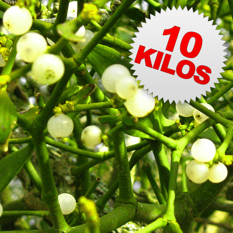 10 Kilos of Mistletoe
