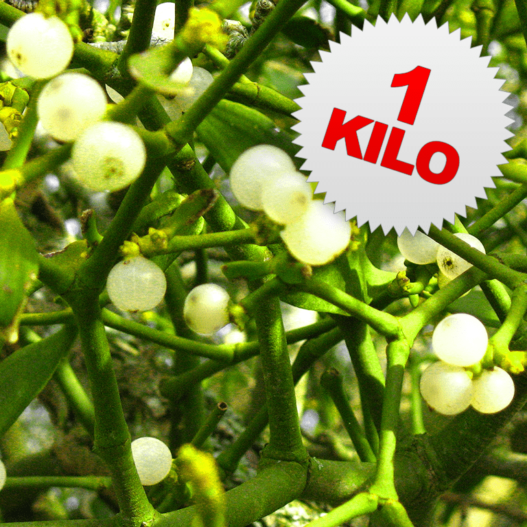 1 Kilo of Mistletoe
