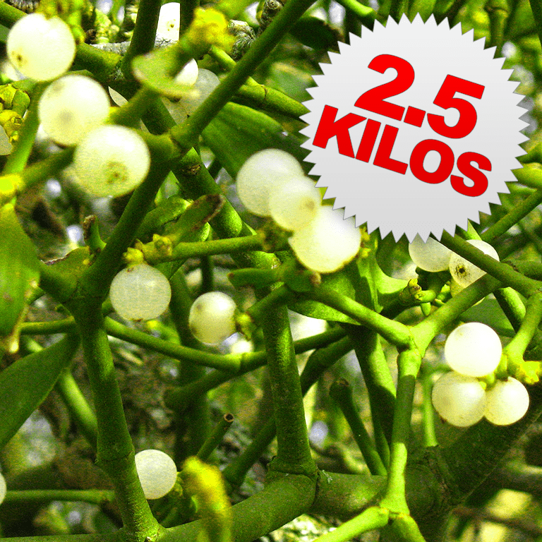2.5 Kilos of Mistletoe