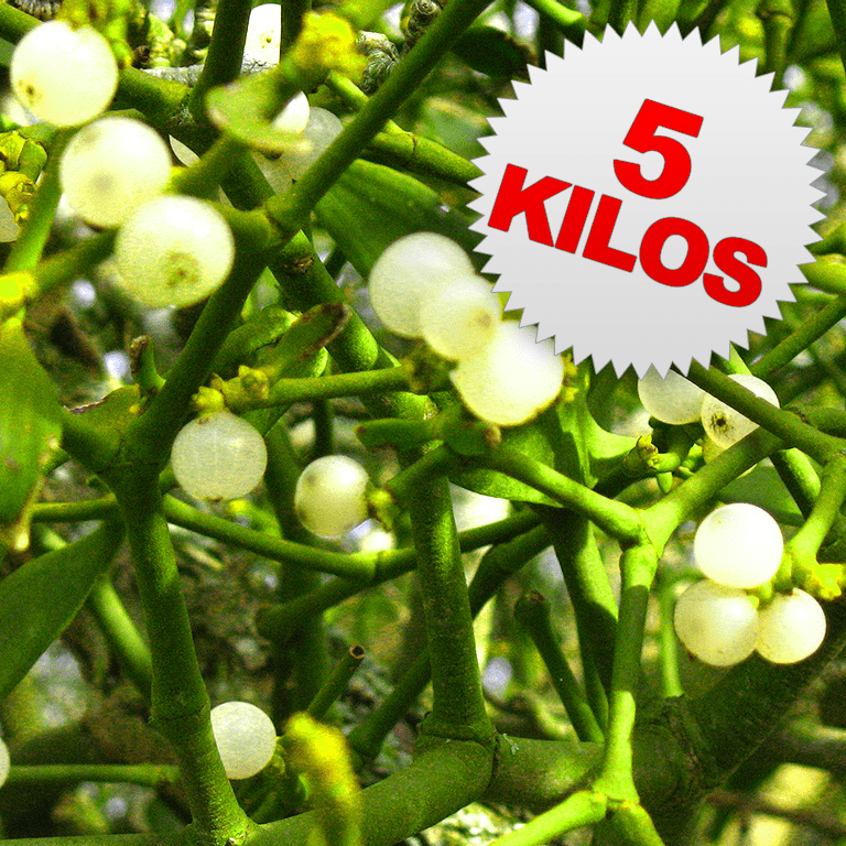 5 Kilos of Mistletoe