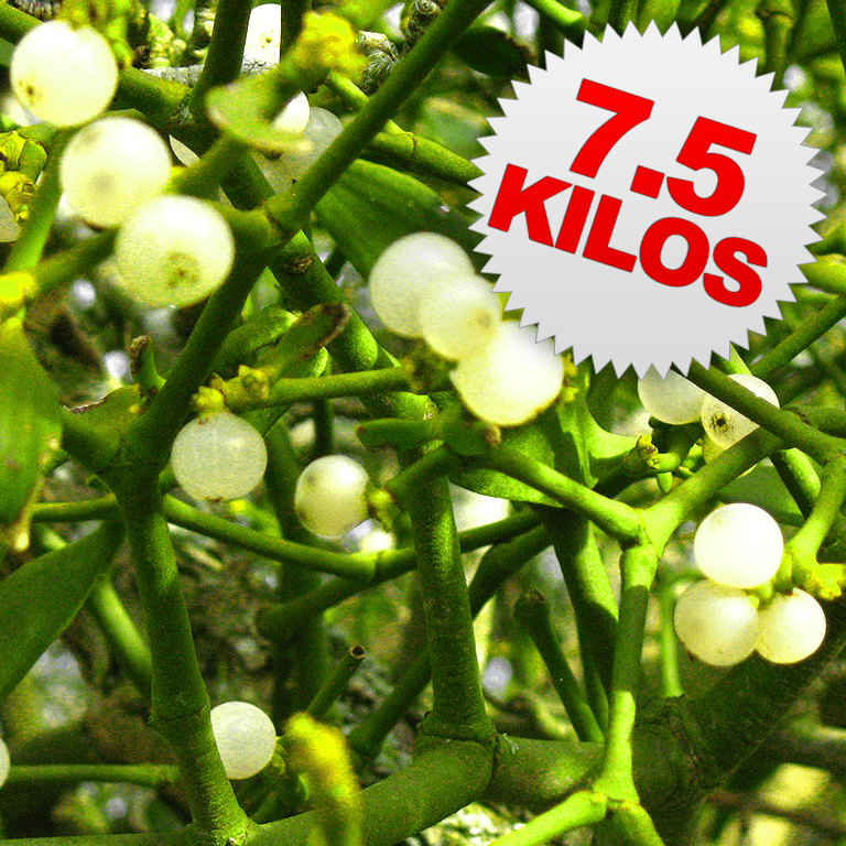 7.5 Kilos of Mistletoe
