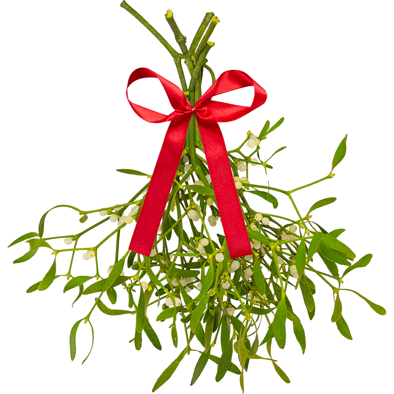 Extra Large Bunch of Mistletoe