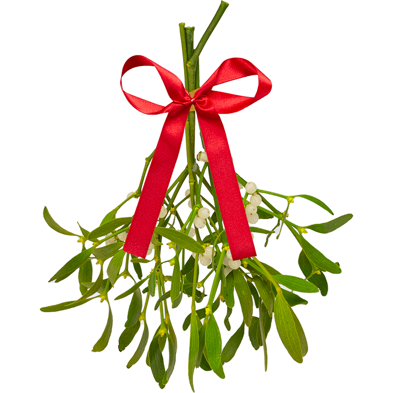 Large Bunch of Mistletoe